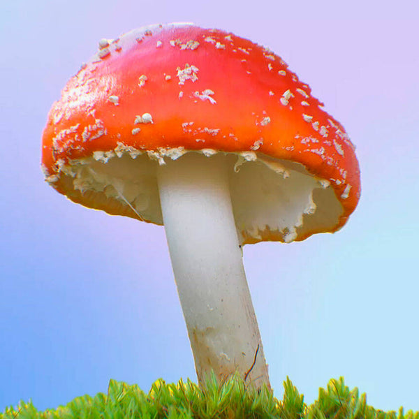 Amanita Muscaria Microdosing: Maximizing Benefits & Minimizing Risks