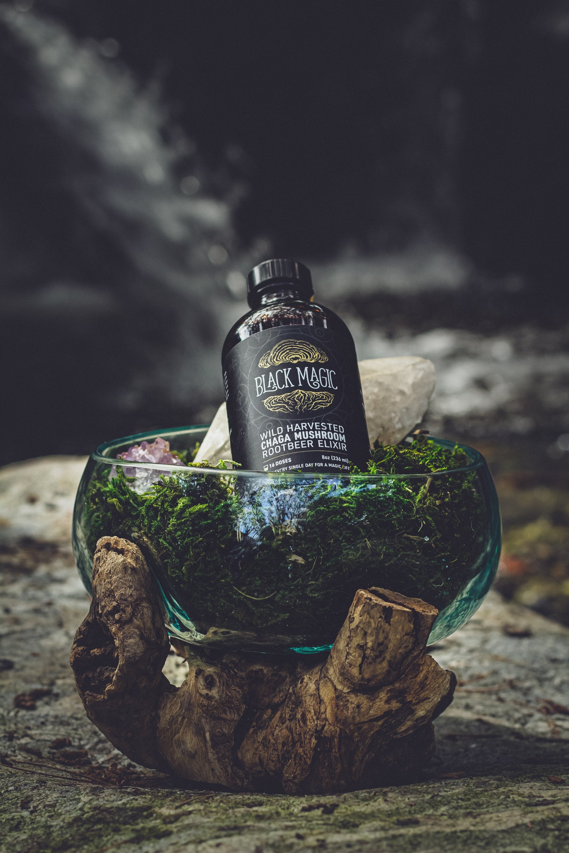 Wild Harvested Chaga Mushroom Rootbeer Elixir