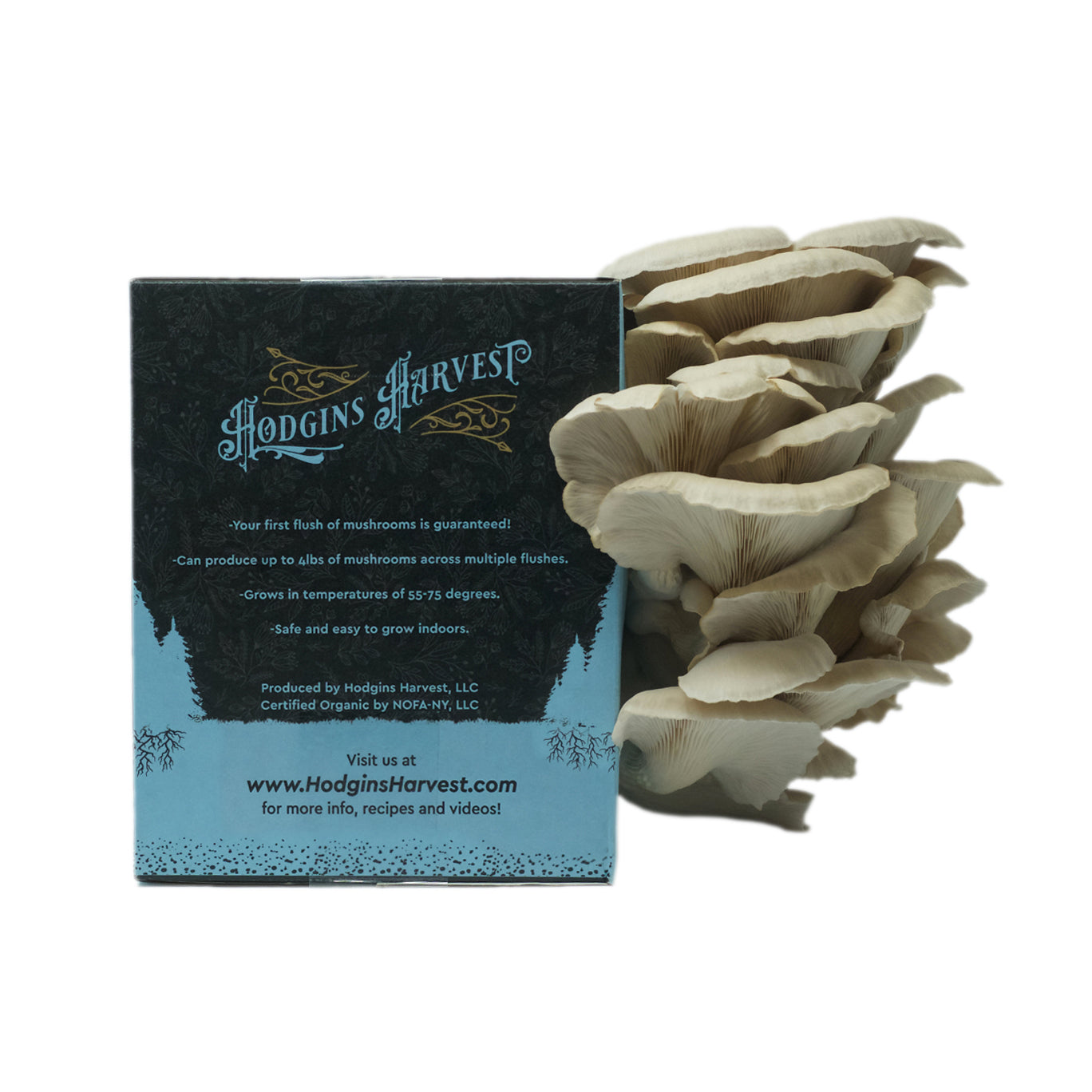 Oyster Mushroom Grow Kit