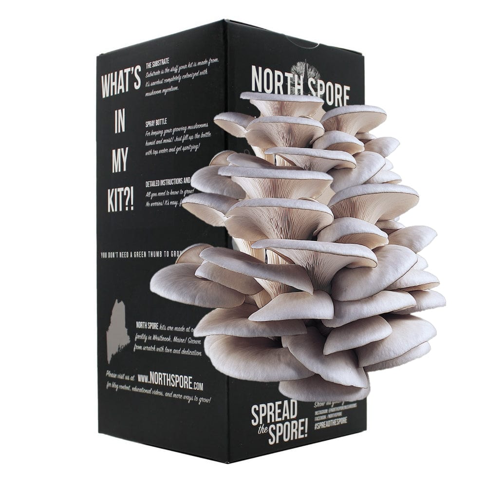 Blue Oyster Mushroom Spray & Grow Kit