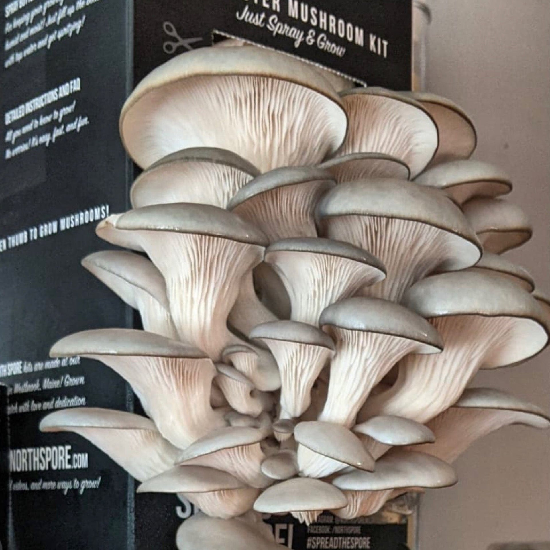 Blue Oyster Mushroom Spray & Grow Kit