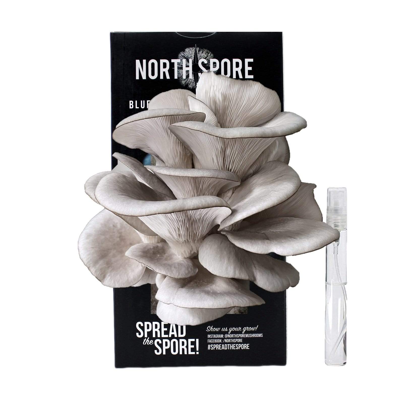 Blue Oyster Mushroom Spray & Grow Kit