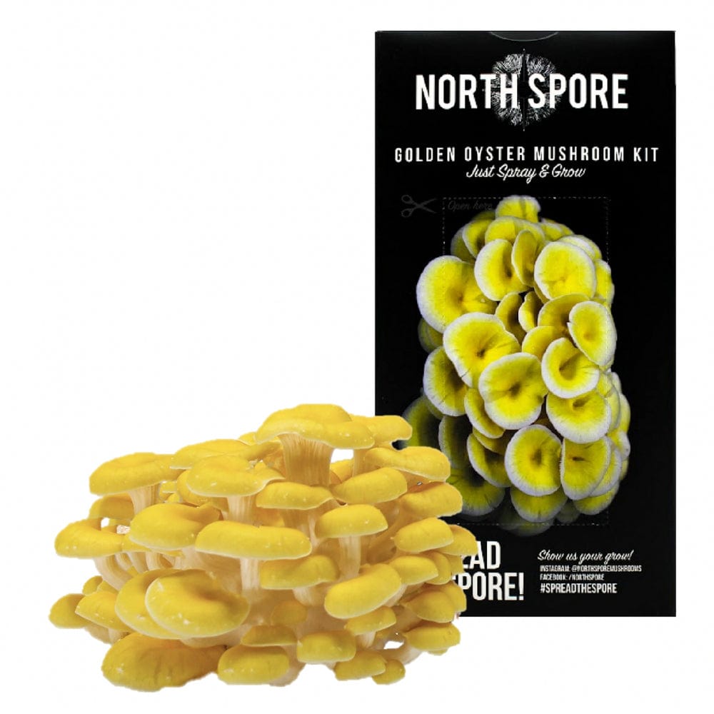 Golden Oyster Mushroom Spray & Grow Kit