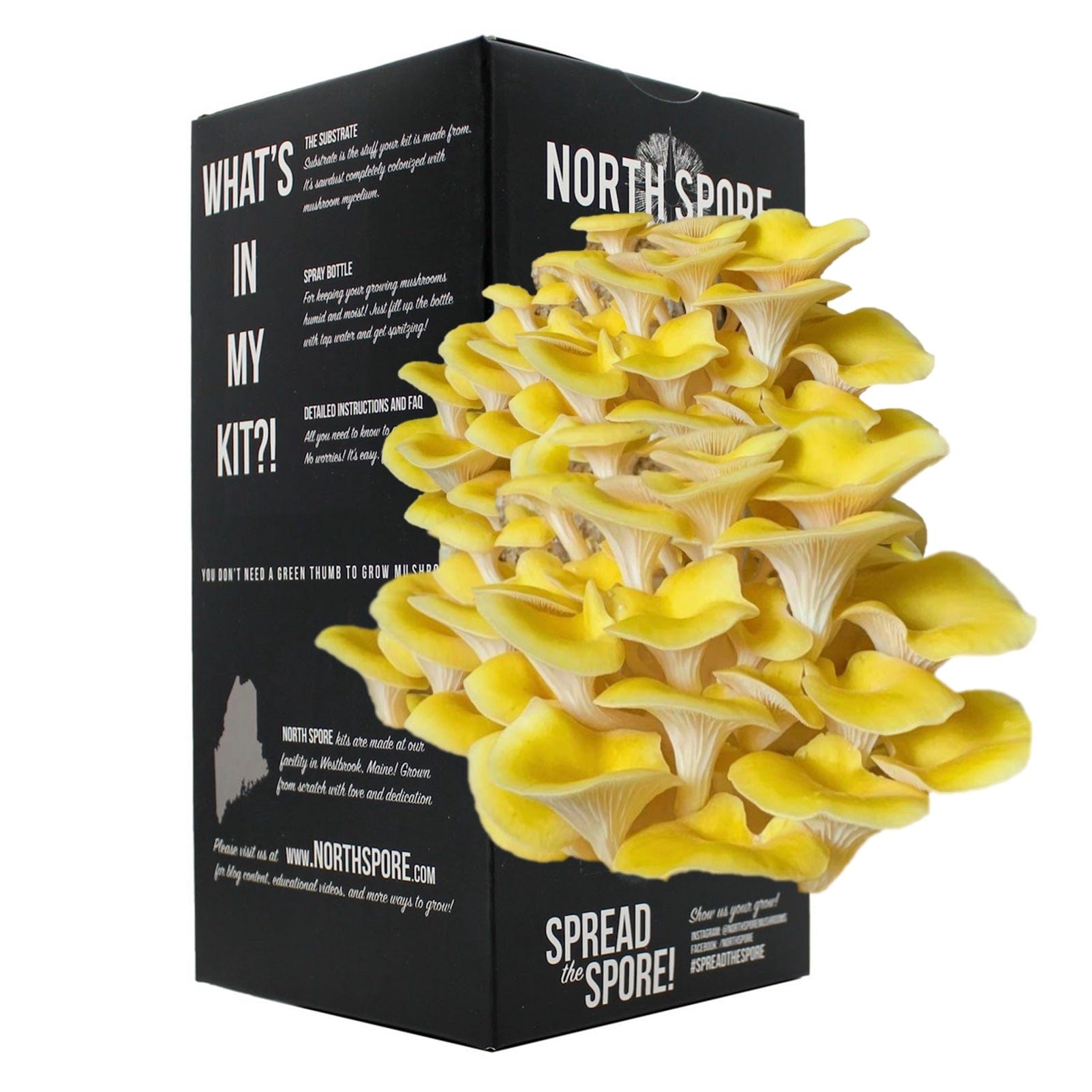 Golden Oyster Mushroom Spray & Grow Kit