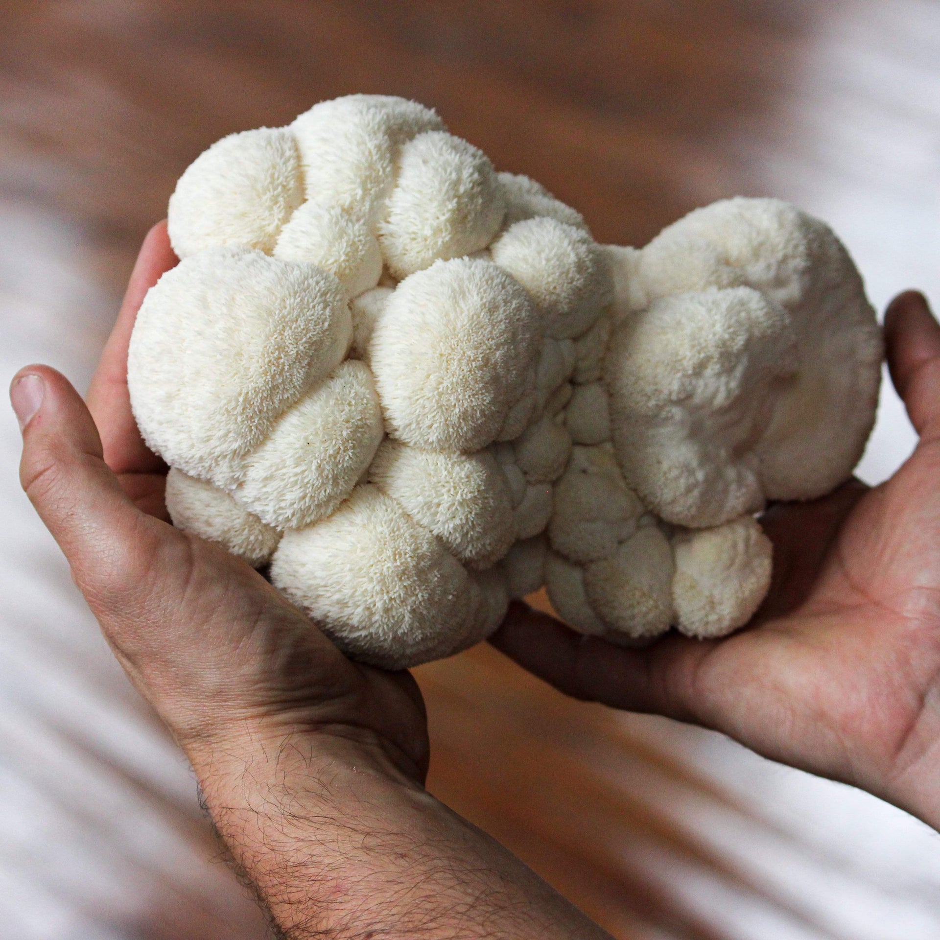 Lion's Mane Mushroom Spray & Grow Kit