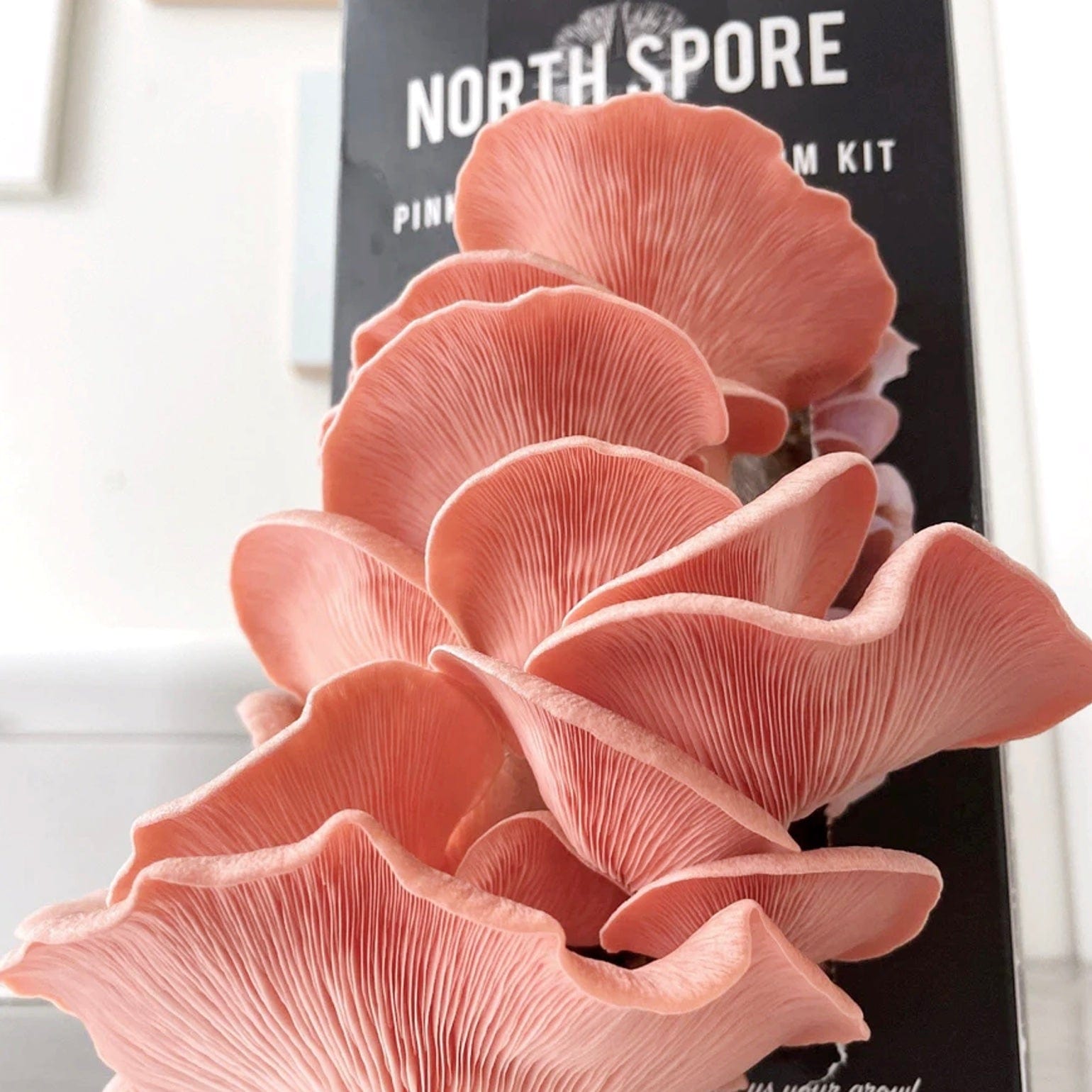 Pink Oyster Mushroom Spray & Grow Kit