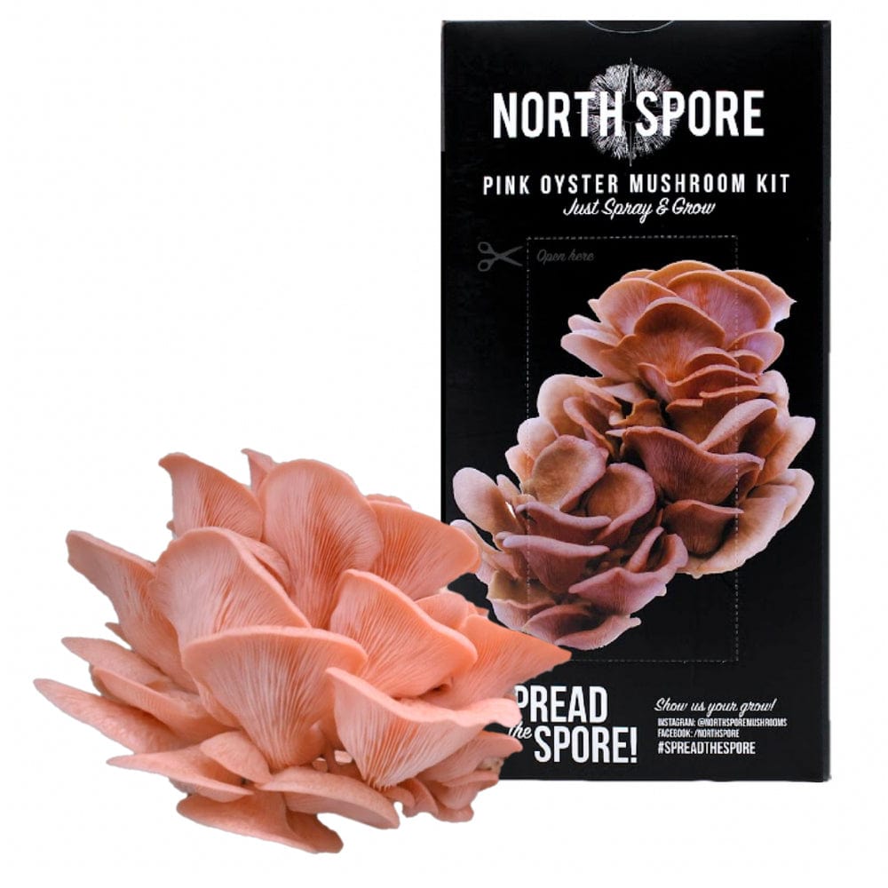 Pink Oyster Mushroom Spray & Grow Kit