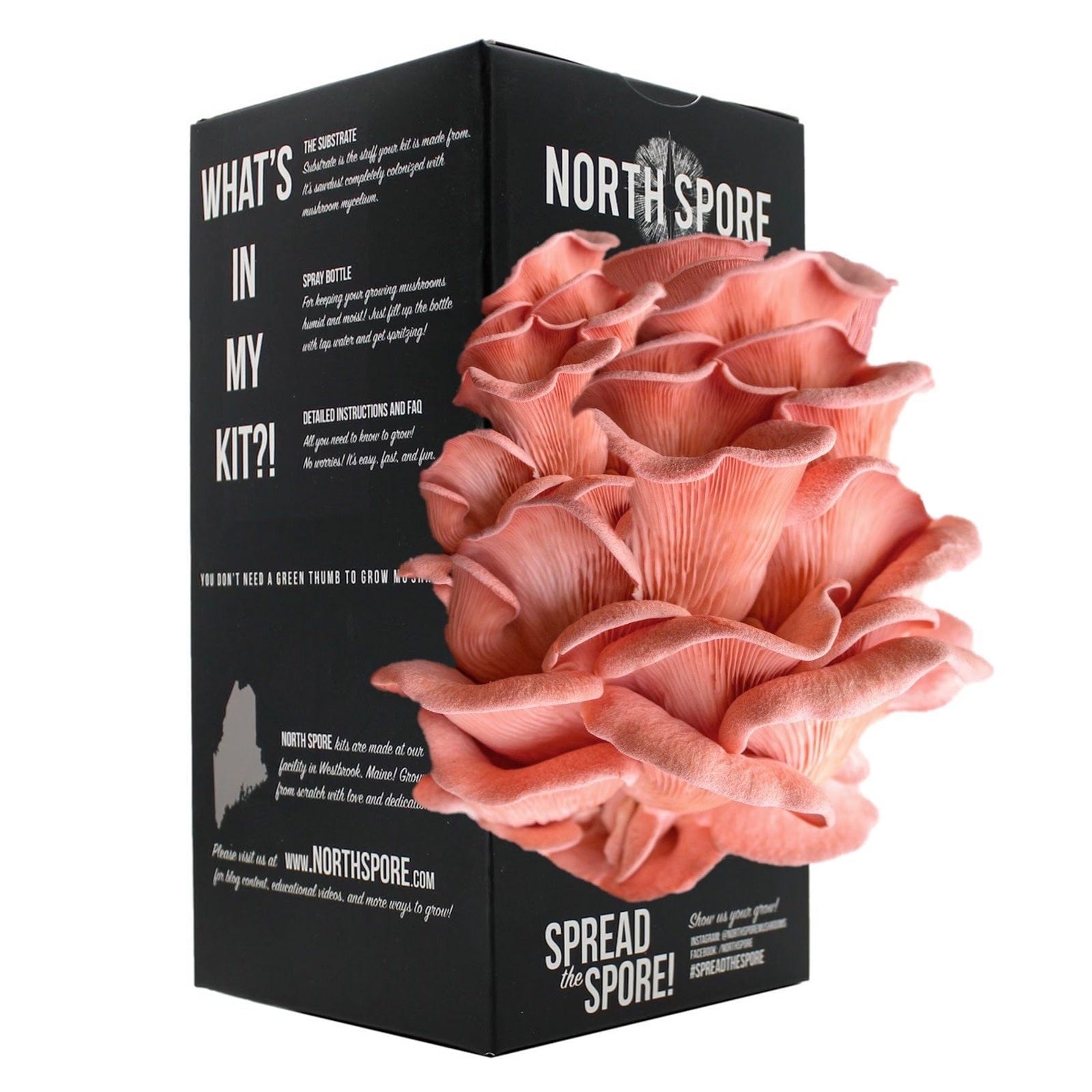 Pink Oyster Mushroom Spray & Grow Kit