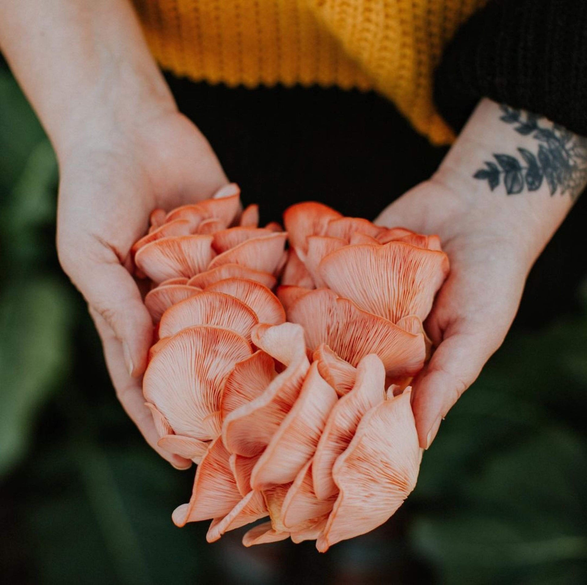 Pink Oyster Mushroom Spray & Grow Kit