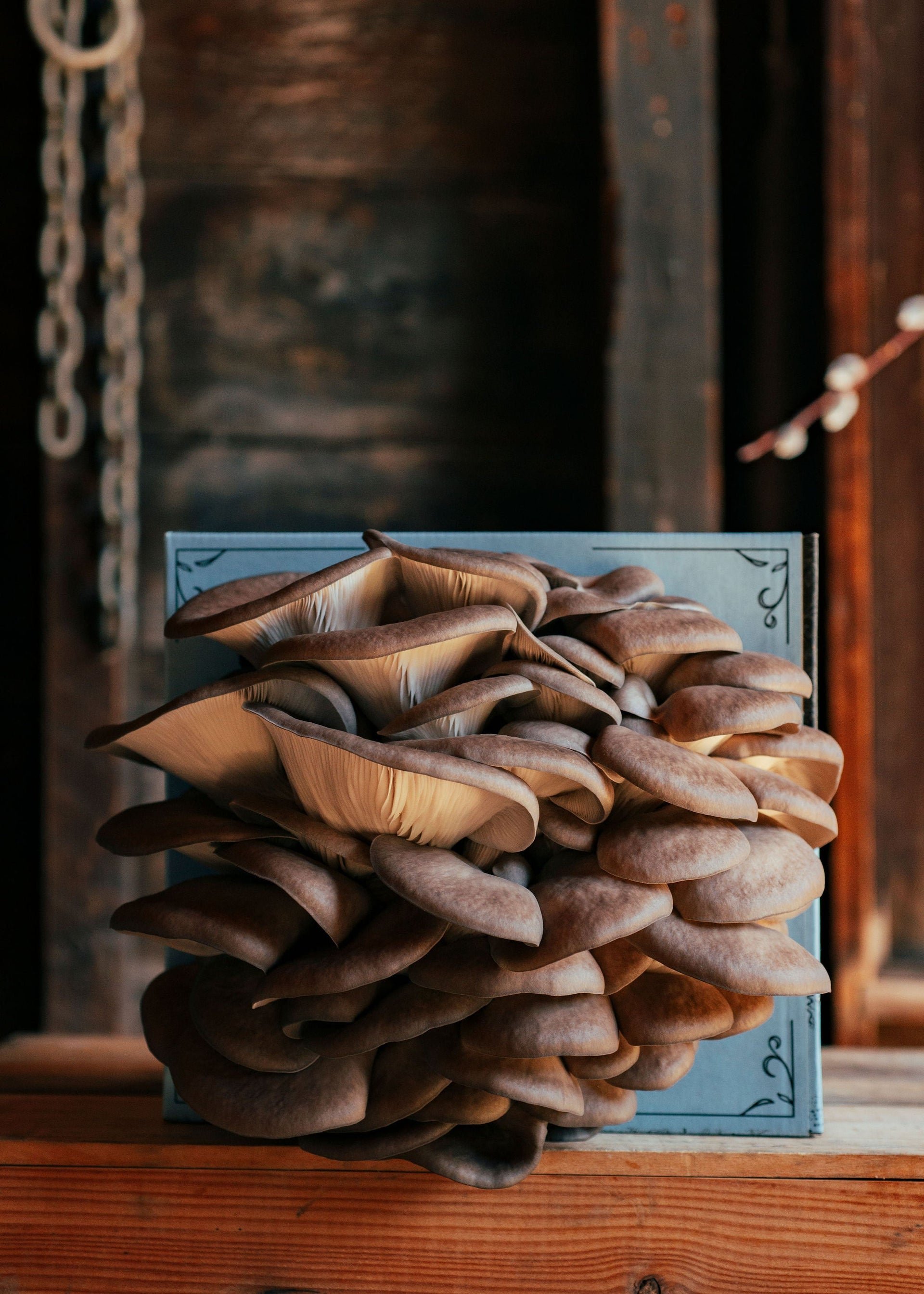 Oyster Mushroom Grow Kit