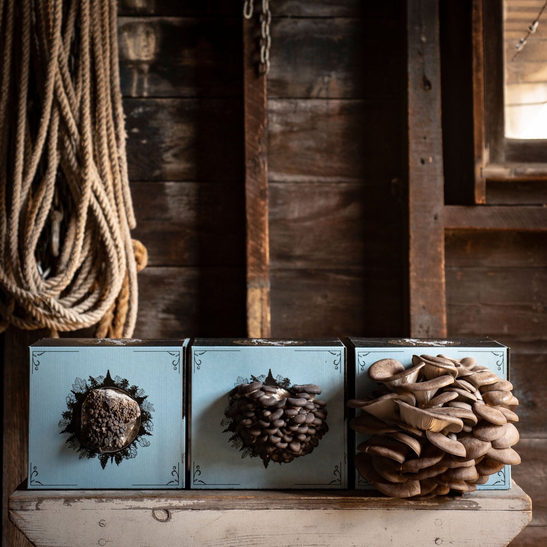 Oyster Mushroom Grow Kit