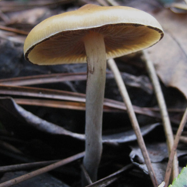 Psilocybe Azurescens Mushroom