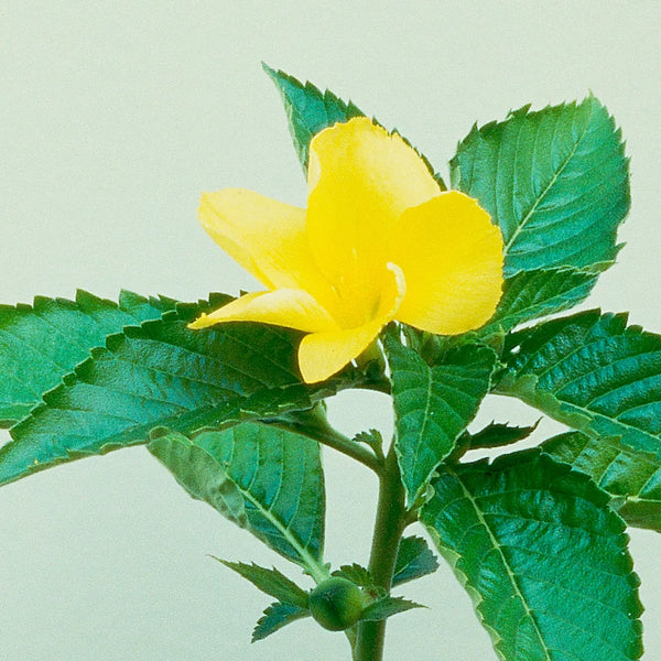 Discover the Health Benefits and Uses of Damiana: The Ultimate Guide