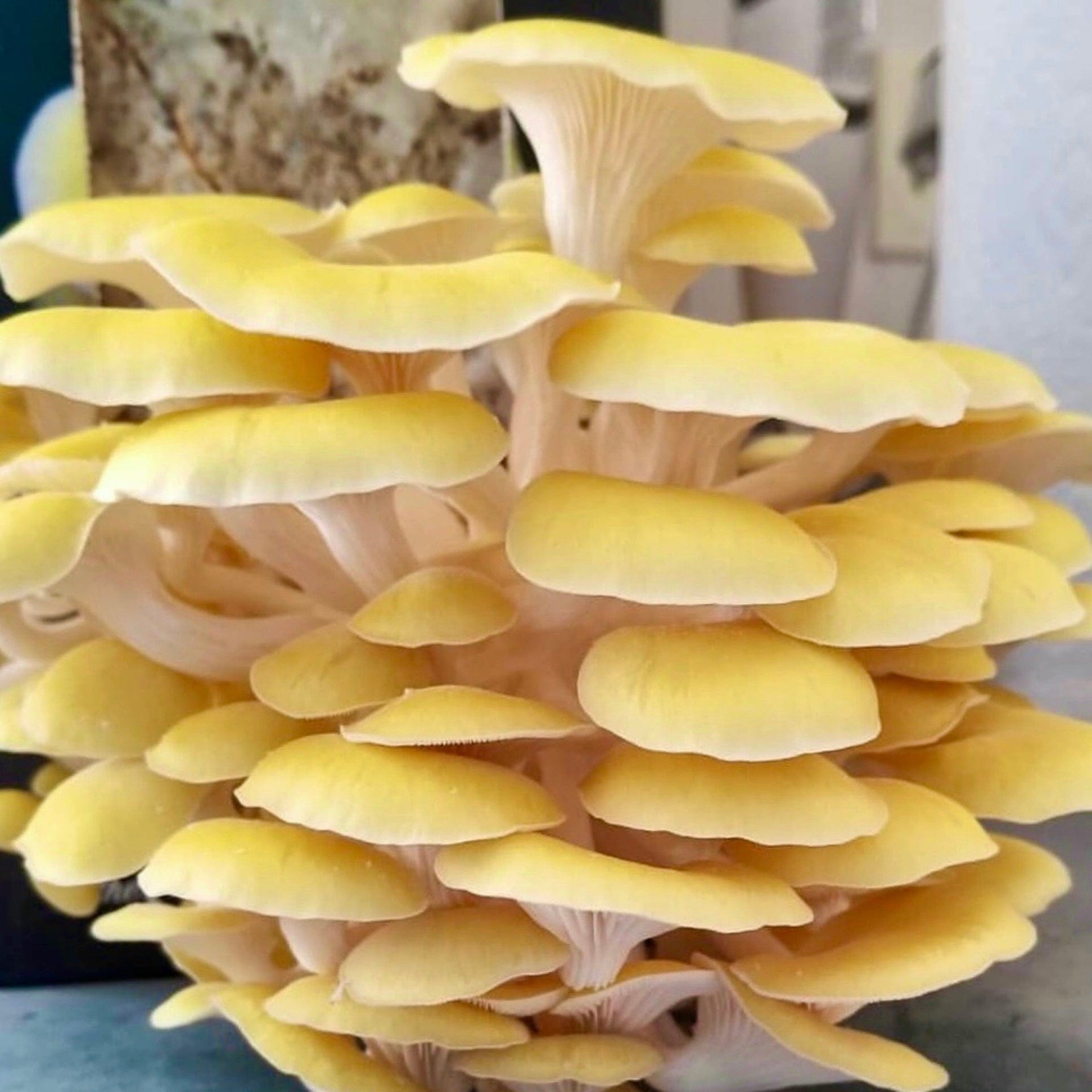 Golden Oyster Mushroom Spray & Grow Kit