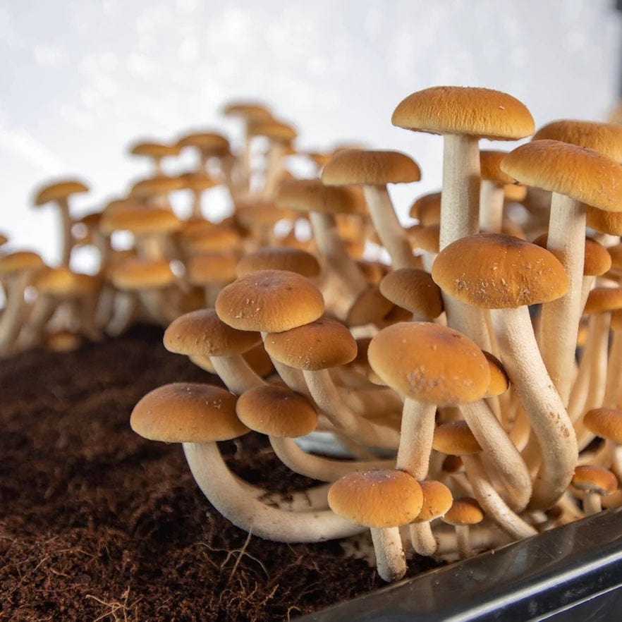 'Boomr Bag' Sterile Manure-Based Mushroom Bulk Substrate